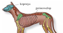 A kutya csontváza