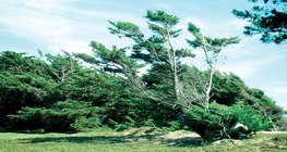 Utjecaj vjetra koji puše samo u jednom smjeru