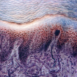 Cross section of human finger skin with receptors