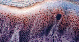 Emberi ujj bőrének keresztmetszete, benne receptorokkal