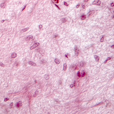 Section of pituitary gland