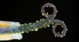 Pongyola pitypang összetett virágának egy virágja (UV fényben)