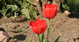 Tulipán