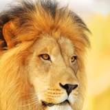 Male lion 