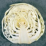 Cabbage