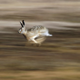 European hare