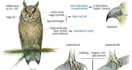 A bagoly testfelépítése