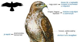 Egerészölyv felépítése