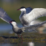 Whiskered terns mating