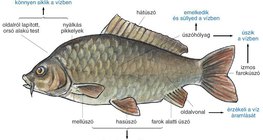 A halak vízi életmódhoz alkalmazkodott szervei