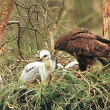 Common buzzard feeding the young bird