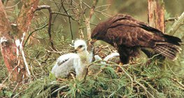 Egerészölyv eteti fiókáit