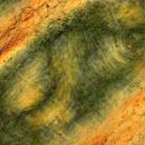 Emberi ujj bőrének redői polarizált fényben