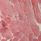 Ínszövet (keresztmetszet)