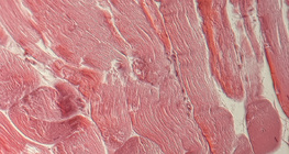 Ínszövet (keresztmetszet)