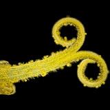 Pongyola pitypang összetett virágának egy virágja (fehér fénnyel, sötét látótérben)