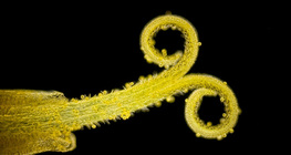 Pongyola pitypang összetett virágának egy virágja (fehér fénnyel, sötét látótérben)