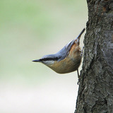 Eurasian nuthatch