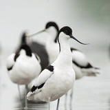 Pied avocet