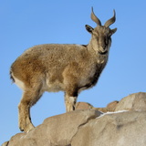 Chamois