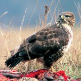 Common buzzard