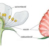 A földieper virága és gyümölcse