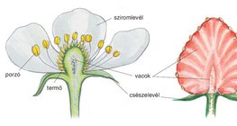 A földieper virága és gyümölcse