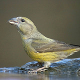 Common crossbill (female)