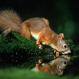 Squirrel drinking