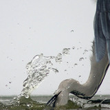 Halászó szürke gém