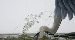 Halászó szürke gém