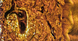 Emberi ujj bőrének keresztmetszete