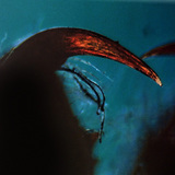 Spider&nbsp;chelicera with venom fang