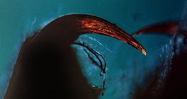 Pók csáprágója méregkarommal