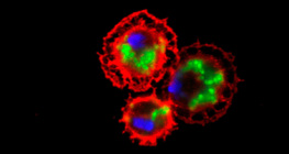Krvne stanice vinske mušice (obojene u crveno) proždiru bakterije (obojene u zeleno)