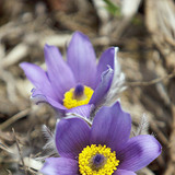 Greater pasque flower
