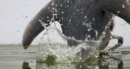 Halászó szürke gém