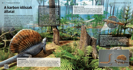 Carboniferous Fauna
