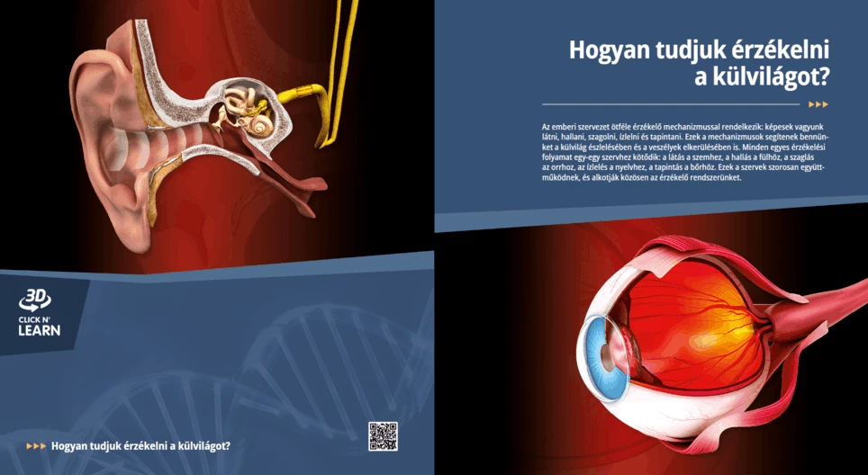 How Do We Sense the World Around Us?