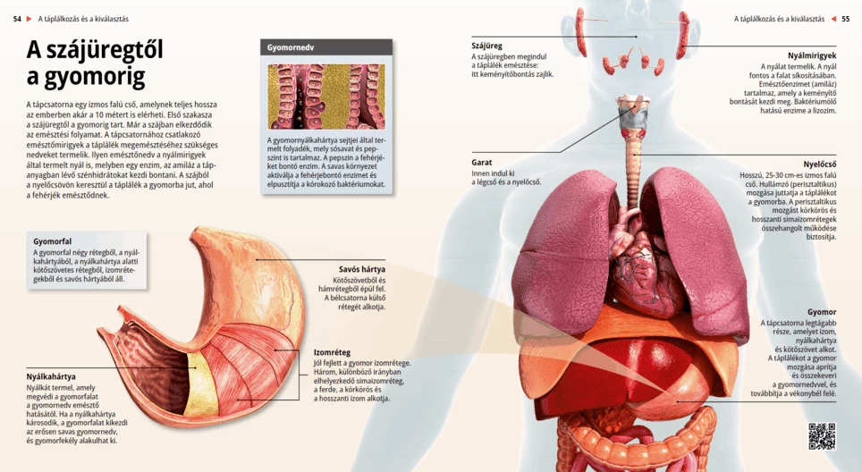 From the Oral Cavity to the Stomach