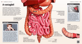 A vastagbél
