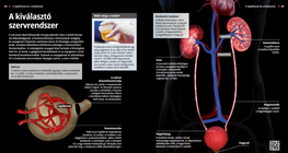 A kiválasztó szervrendszer