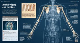 A felső végtag és a mellkas