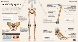 Az alsó végtag váza
