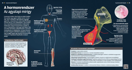 A hormonrendszer – Agyalapi mirigy