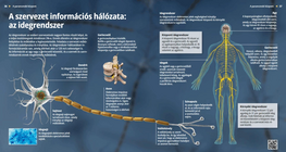A szervezet információs hálózata: az idegrendszer