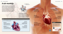 A szív munkája