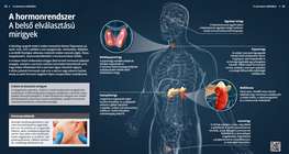 A hormonrendszer – Belső elválasztású mirigyek