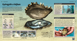 Gyöngyök a héjban