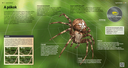 Veszedelmes skorpiók